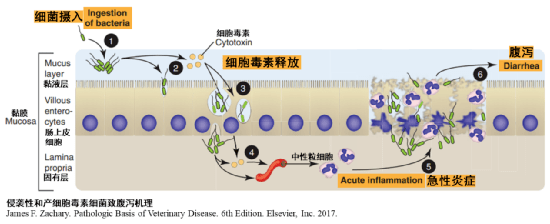 腹瀉2.png